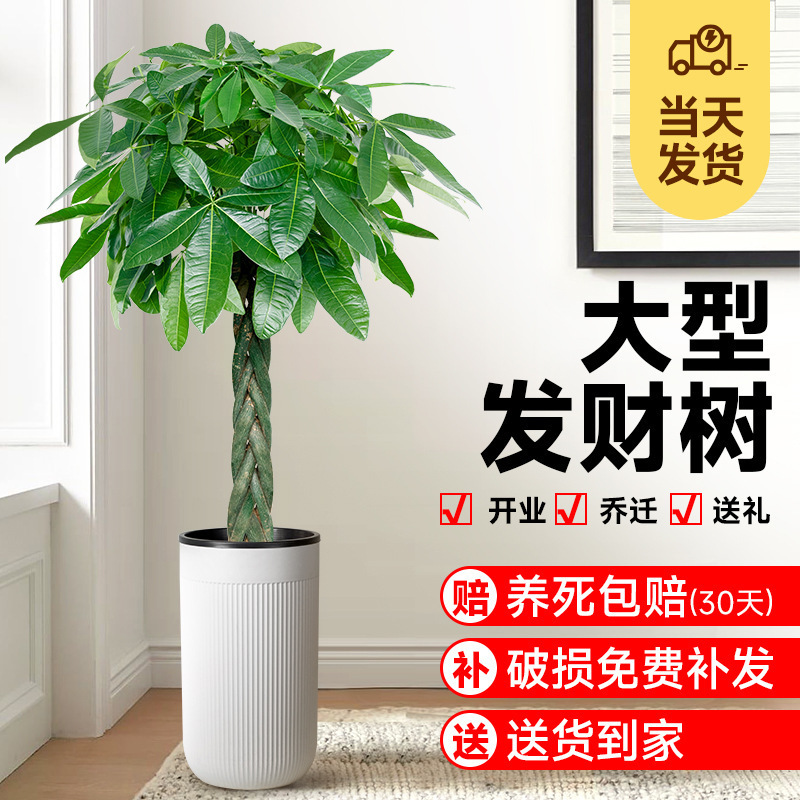 Money Tree Living Room Potted Plant to Attract Wealth, Office Large Green Plant, Easy to Maintain Indoor Opening