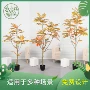 仿真大型家居植物摆件