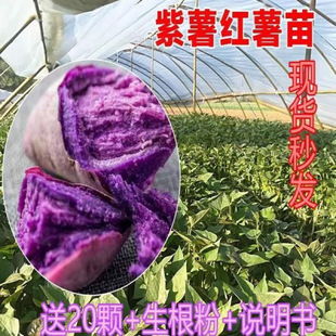 �߮a������Nɽ��N�����_�m�t�������t���~��Ó���ع�����t����