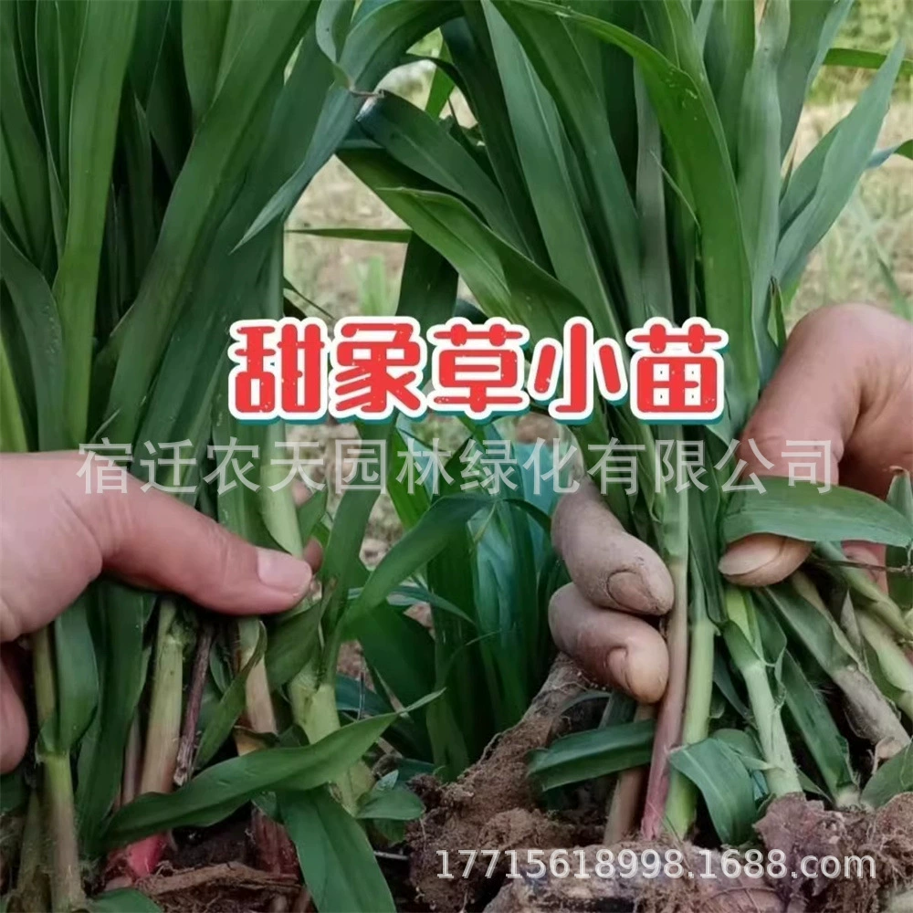Рассада кормовой травы безволосый Тайвань сладкий слон № 3 семян травы новый сладкий слон травы рассада узел травы поля, как семена травы