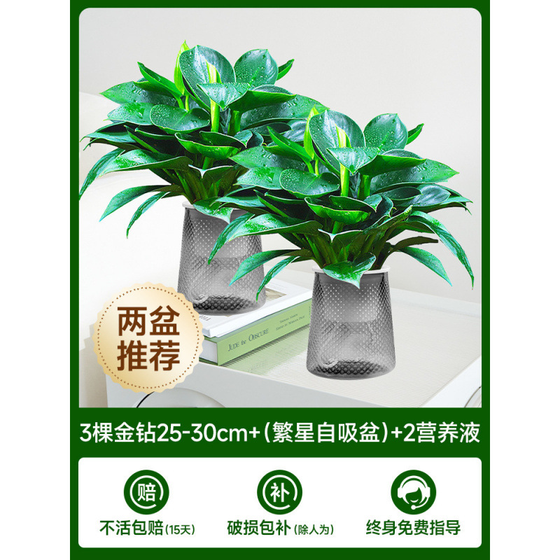 [화분 2개 권장] 골든 다이아몬드 3개 + (별자흡식 화분) + 영양액 2개