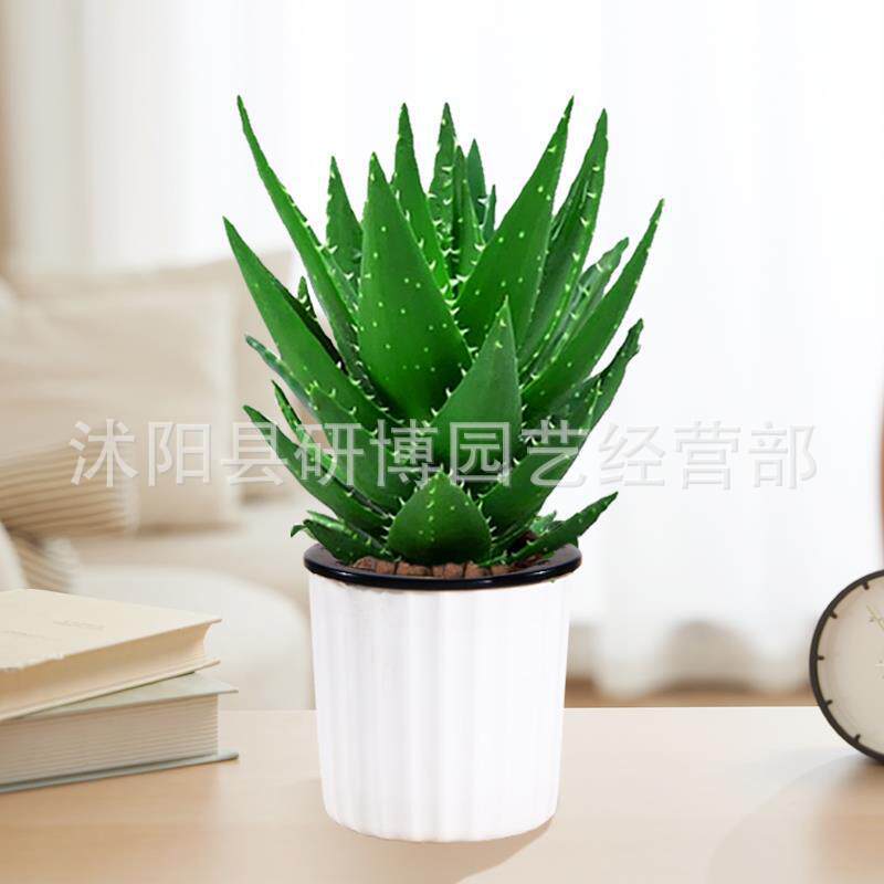Curacao Aloe Vera sala de macetas belleza irrigación piel verde escritorio de oficina carne ciudad que nunca duerme Aloe Vera flores cactus