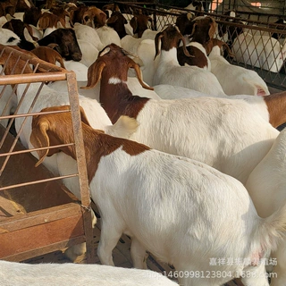 波尔山羊养殖场 波尔山羊小羊苗养殖 肉羊仔多少一只