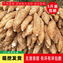 新品上市贵州新鲜葛根现挖无渣生粉葛片煲汤生鲜农家特产葛根粉片