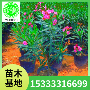 Wholesale Bougainvillea Saplings Potted Greening Seedlings Courtyard Planting in the North and South to Avoid Snake Willow Leaf Peach Saplings Bougainvillea