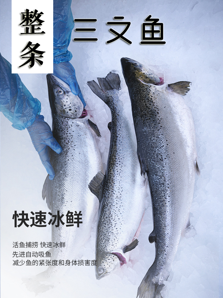 三文鱼 整条三文鱼冷冻新鲜大西洋鲑鱼刺身去内脏批发4条装共25斤-阿里巴巴