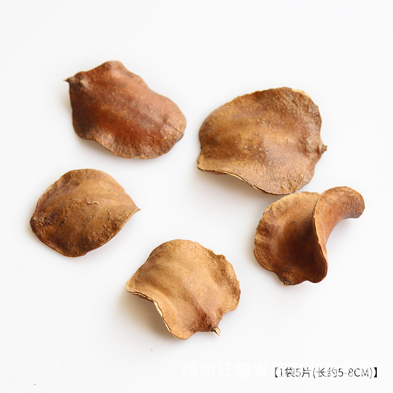 Vỏ rùa chưa mở [5 miếng trong túi]