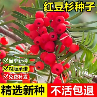 �t��ɼ�N���Ϸ����؁��t��ɼ�辰����ɳ���_�ږ|�����t��ɼ������