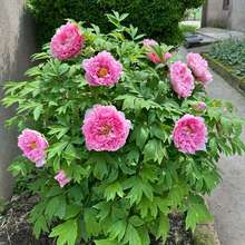 ĵ�������������������ذ껨��ֲ�ﻨͥԺĵ����������ĵ���Ϙ�