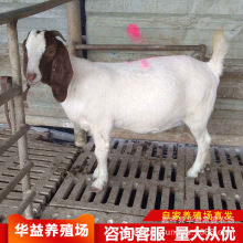 ����ɽ�� �N������Xһֻ��̥����ĸ�����õķN���� ����ɽ��