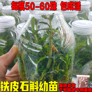 �FƤʯ�����籭�NֲӖ��ʯ���m�M��С������t�Uܛ�_��ʳ��ʯ����