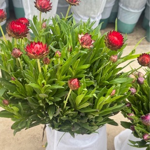 ���U���pɫ�r����^�p���Լ�ͥ�@ˇ�Gֲ�ر�ֲ�ﻨ��ֲ����_Ʊ