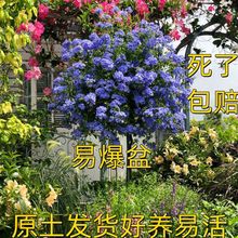 藍雪花盆栽帶花苞大苗四季花卉爬藤垂吊植物耐熱庭院室內陽台易活