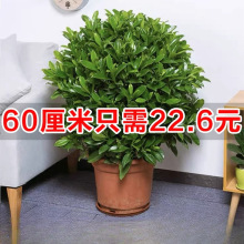 ļͥԺ@ͺBGֲ҃ȃ՚Gֲ