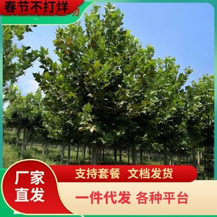 һ�����l������ͩ�������ͥԺ����L�����е��G����ľ�Ї���ͩ