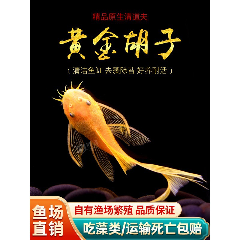 黄金胡子鱼大帆清道夫蓝眼胡子24K红眼清道夫除藻工具活鱼清洁鱼