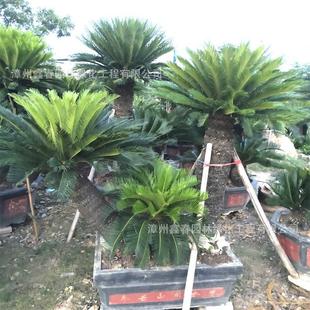 ���Ͷ��^�F�����l �ߗU���^�K�F��r�� ���@�V�����̾G���辰