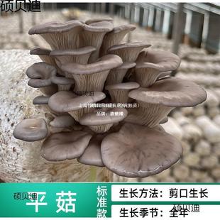 ֲ�@���BͰ������N�����SĢ��Ǿ��˷N���u����Ģ���Nֲ��ʳ��