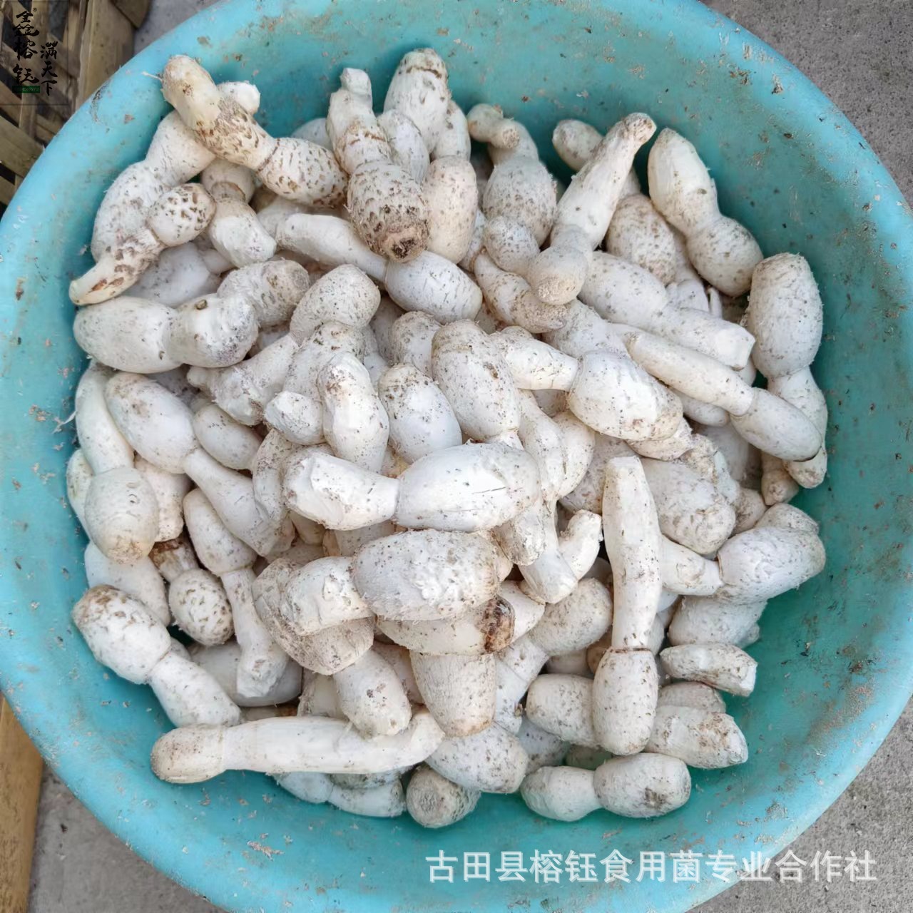鸡腿菇整朵