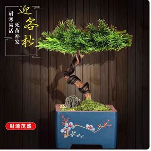 ӭ�͵ذ��ɘ������辰����ֲ���ļ������̨�͏dͥԺ�ɰ�����辰