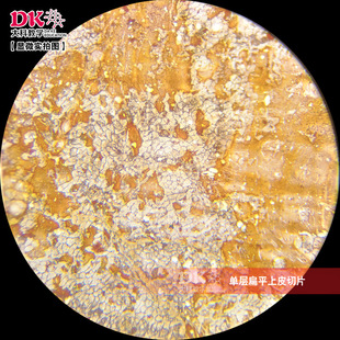 ��ƽ̌W ����˱���Ƭ �@΢��Ƭ �M����̥��Ƭ �Όӱ�ƽ��Ƥ�bƬ