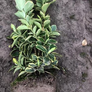 Wholesale Golden Edge Boxwood Small Hair Ball, Golden Edge Boxwood Small Cup, Golden Edge Boxwood Large Cup, Complete Specifications