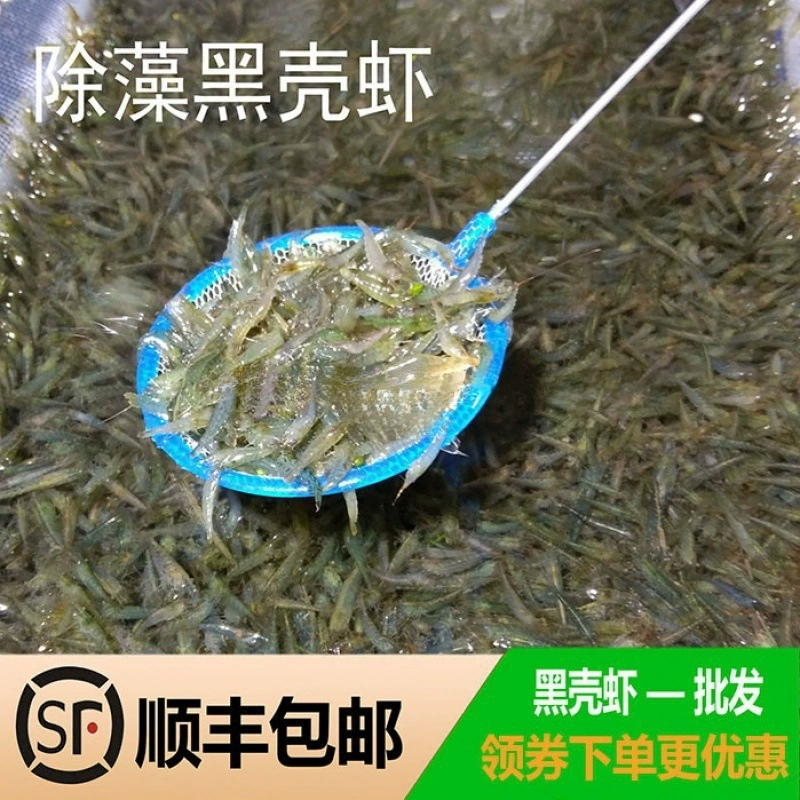 Орнаментальные креветки оптом, черные креветки в резервуаре, удаление водорослей, креветки, очистка пресноводного резервуара, креветки, ландшафтный дизайн аквариума, инструменты для аквариума, креветки, Китай