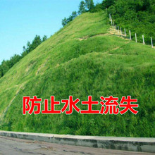 批发包衣混播四季青种子】草坪种子绿化黑麦草高羊茅护坡四季绿化