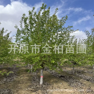 山丁子树苗6-20公分东北山荆子大树播种红叶山丁子小苗丛生造型树