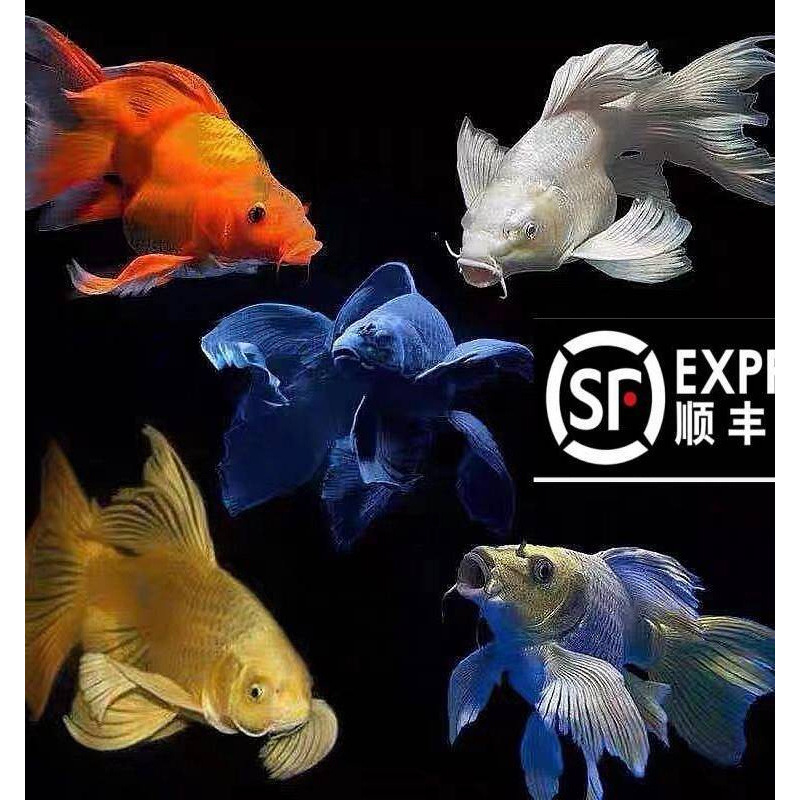 Sf Butterfly Koi Ball Body Cold Water Koi Fish Seedlings Red Gold Ornamental Fish Golden Dragon and Phoenix Koi Fortune Fish