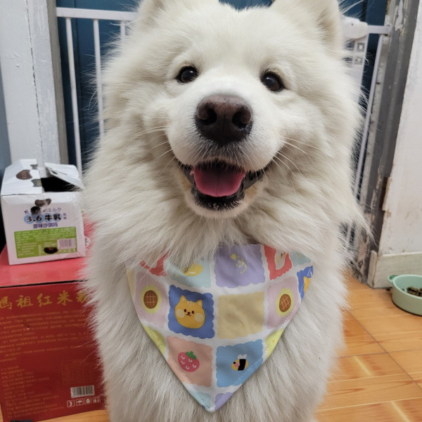 Pet triangle towel saliva towel printed dog jewelry cat bib method cow scarf small medium large dog collar