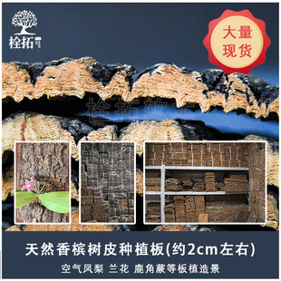 Champagne Bark Landscaping Decorative Column Oak Bark Board Water and Land Tank Micro Landscape Reptile Box Rainforest Tank Background Board