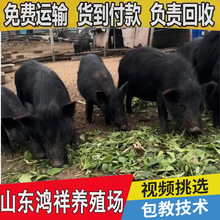 鸿祥低价批发活体小藏香猪仔 包运输 藏香猪仔价格 出售藏香猪苗