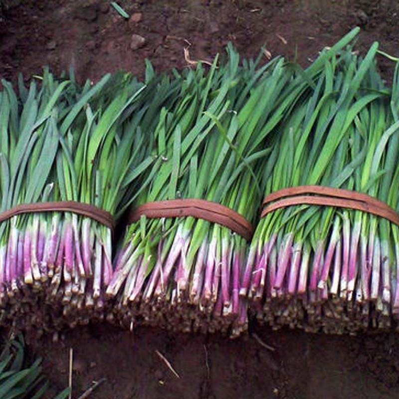 Siembra de lechuga de cuatro estaciones, semillas de lechuga de primavera y verano, semillas de lechuga de crema orgánica, semillas de lechuga de balcón