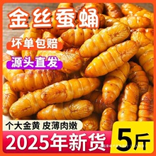 金丝蚕蛹鲜活新鲜冷冻5斤山东特产黄金蝉蛹油炸小桑蚕蛹商用烧烤