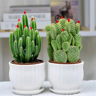 Potted Succulent Plants for Wealth Accumulation, Living Room Green Plants, Cactus Flowers, Indoor Office Desk, Easy to Care For, Formaldehyde Absorption
