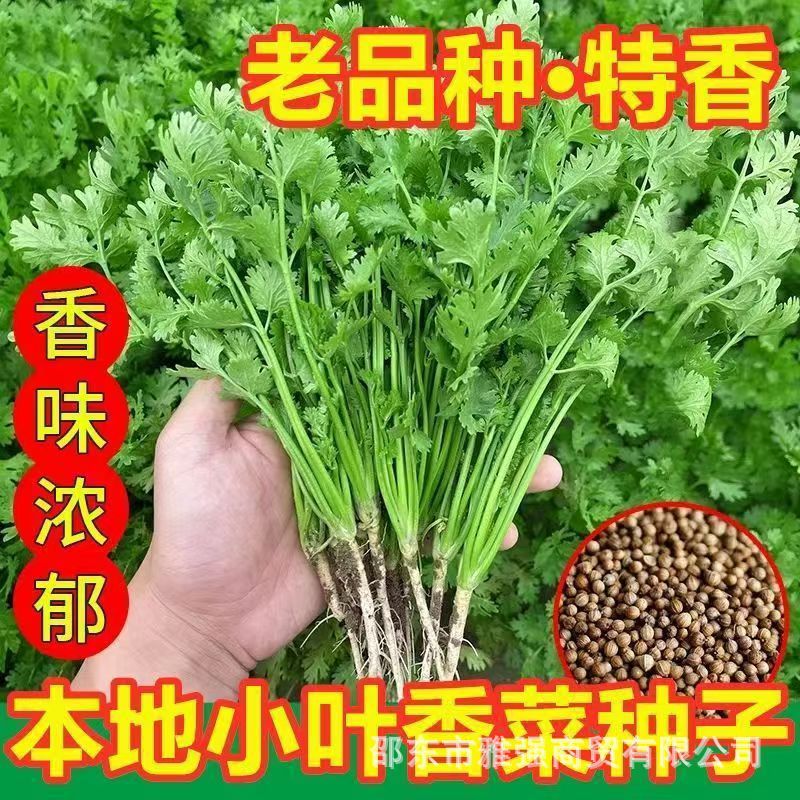 Four Seasons Small-Leaf Coriander Seeds Four Seasons Strong Fragrance Field Balcony Potted Coriander Seeds Vegetable Seeds