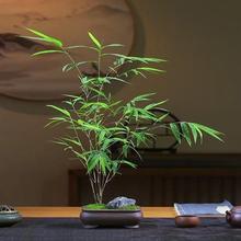台湾内门竹盆栽竹子苗庭院观叶绿植室内阳台桌面绿植盆景盆景