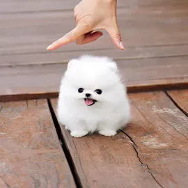 狗