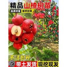 ɽ高Ǵ߮a޽ӹ玧~ϱNֲa