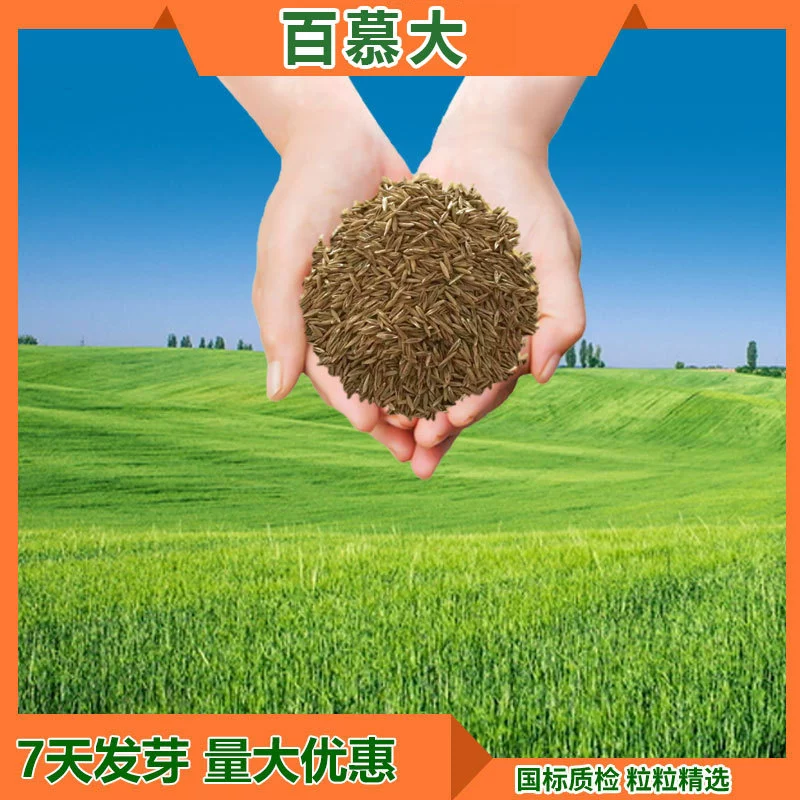 Семена Садовой Травы Четыре Сезона Зеленый Корень Bermudagrass Озеленение Сада Защита Наклона Трампать Стойкие Семена Травы Бермудские Семена Садовых Газонов