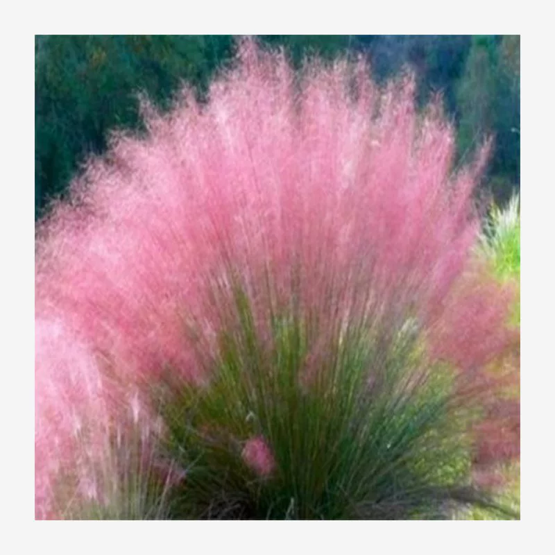 Семена розовой панической травы для садовых цветов, легко сеять в любое время года, паническая трава, семена розовой и фиолетовой панической травы, многолетник для цветочных полей.