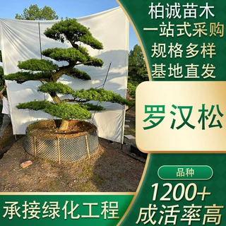定制罗汉松树苗造型苗木庭院风景树不落叶乔木苗圃基地厂家直供