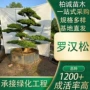 定制庭院造型不落叶乔木