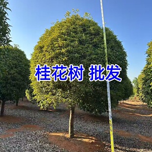 Ʒ𻨘ļ𻨽𻨆θߗU޽ӹ𻨘䅲l