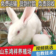 ���ӻ���N�ÿ��x��ĸһ��С���û��w����������̻�������������