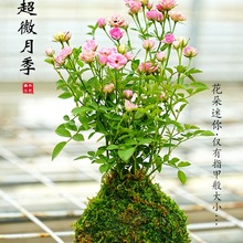 �������༾�_�����㳬΢���¼�̦�\���̨�����՚��k������G����