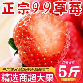 四川凉山九九草莓新鲜水果5斤当季露天牛奶油红颜草莓丹99东整箱