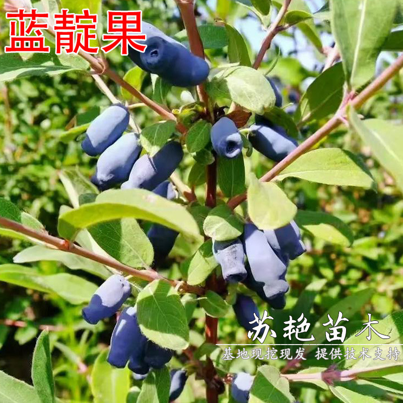 蓝靛果树苗羊奶子黑瞎子果苗山茄子树苗盆栽阳台南北方浆果庭院