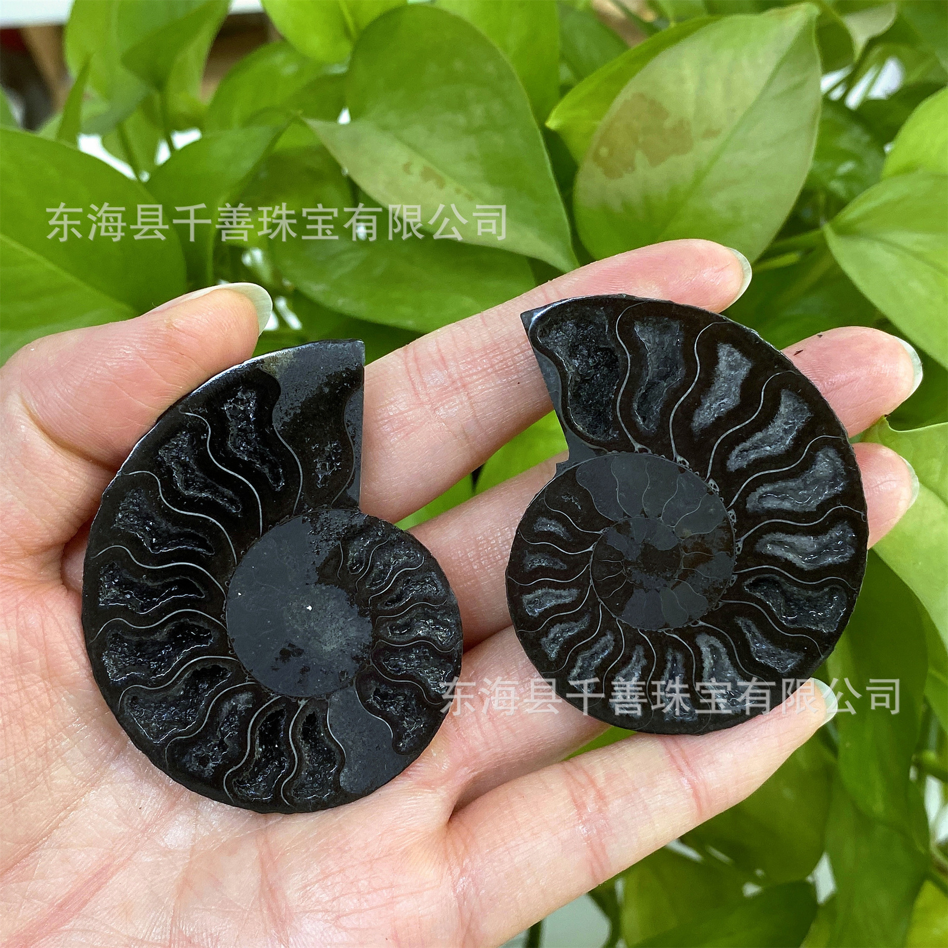 天然鹦鹉螺化石切开摆件，来自马达加斯加的螺化石，菊石螺化石标